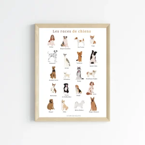 Affiche Les races de chien - Affiche illustration chien - Poster vétérinaire moderne